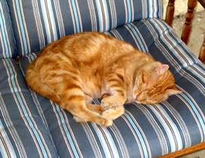 Woody the cat